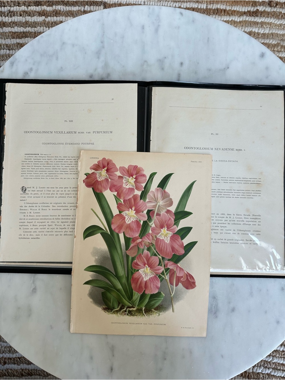 1885 Lindenia orchid lithograph print titled Odontoglossum vexillarium var